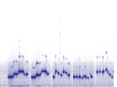 spectrogram